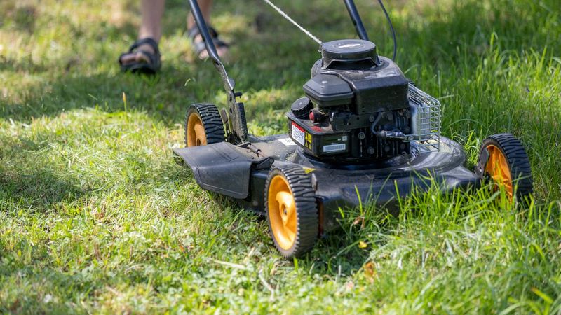 Petrol push mower cutting a green lawn