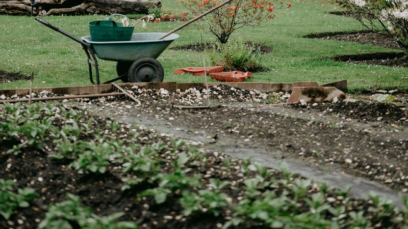 Wheelbarrow on a lawn beside hedges and a garden shed