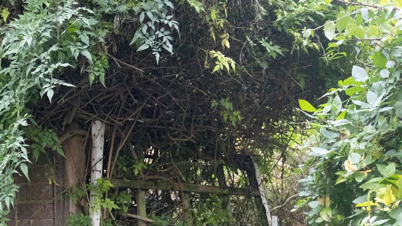 Old garden gate overgrown with climbing vines