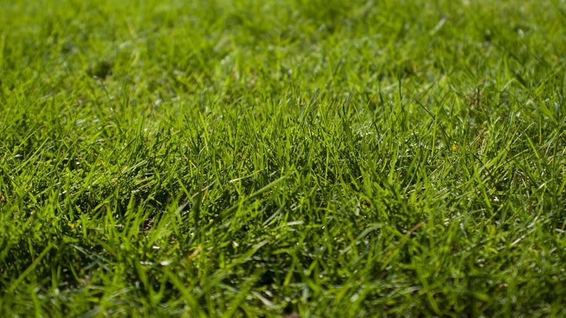 Close-up of a thick green lawn