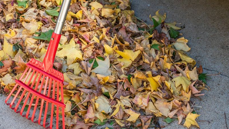 Red rake resting on a pile of fallen leaves