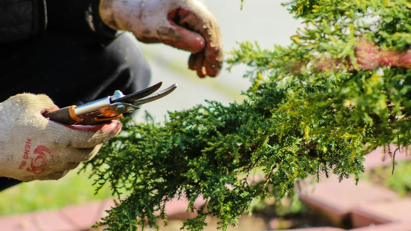 Gloved hands pruning a shrub with secateurs