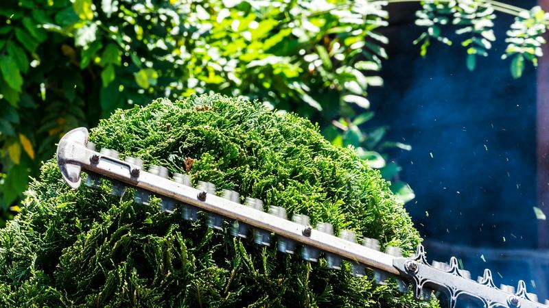 Hedge trimmer cutting a rounded shrub