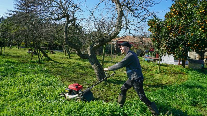 Man mowing a lawn with a push mower under fruit trees