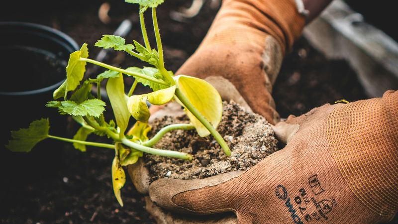 Gloved hands planting a seedling in garden soil
