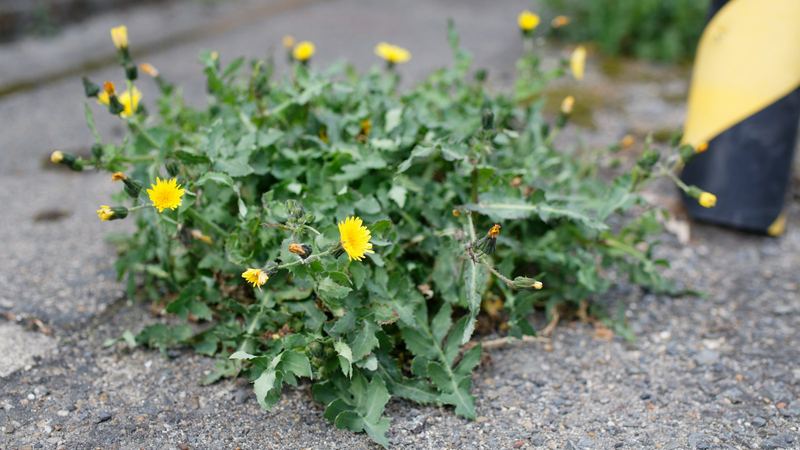 Weed with yellow flowers growing through cracked concrete