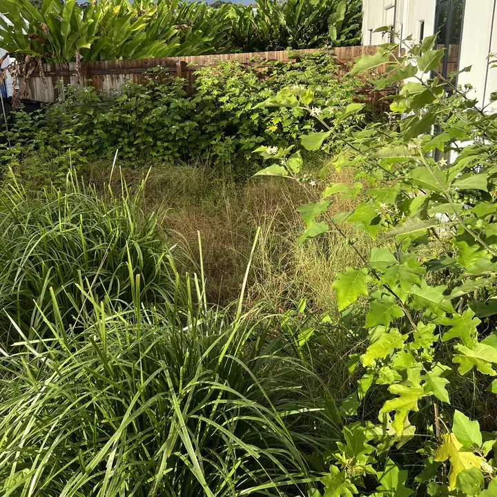 Before: overgrown side yard cut back to the ground and weed-matted, Noosa
