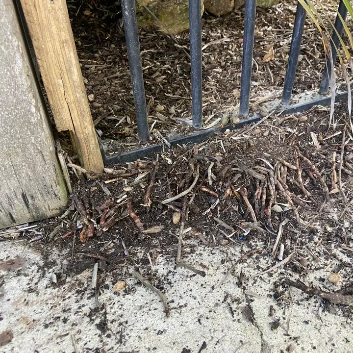 Before: dead palm fronds cleared off a pool fence, Yandina