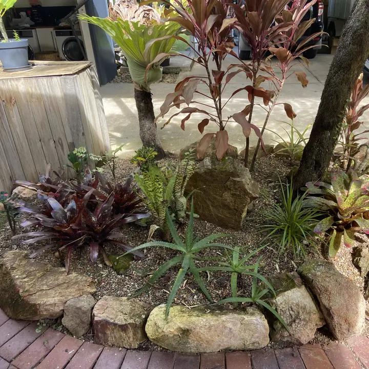 After: rockery bed cleared of fronds and litter, Yandina