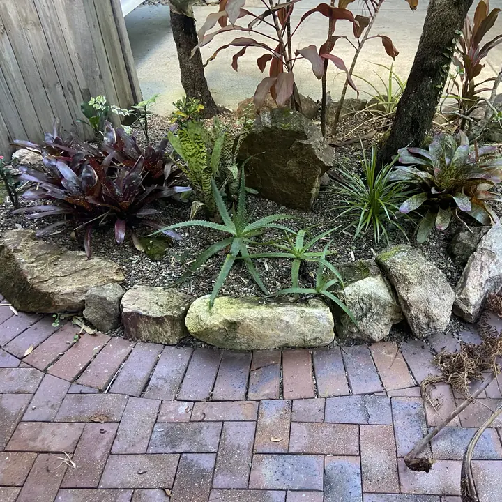 Before: rockery bed cleared of fronds and litter, Yandina