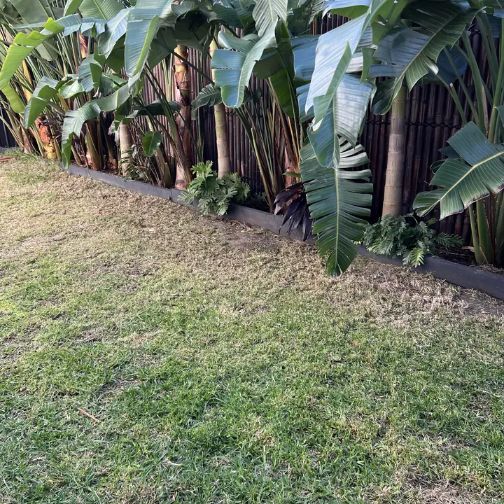 After: lawn mowed and dead leaves cut out of the fence-line plants, Golden Beach