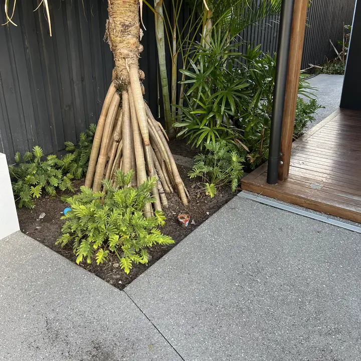 After: ferns cut back off the path around a pandanus, Golden Beach