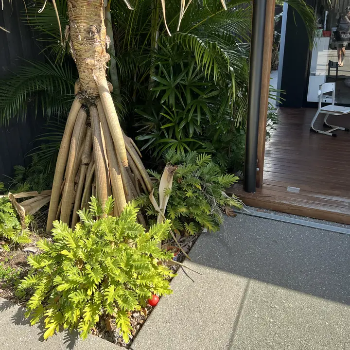 Before: ferns cut back off the path around a pandanus, Golden Beach