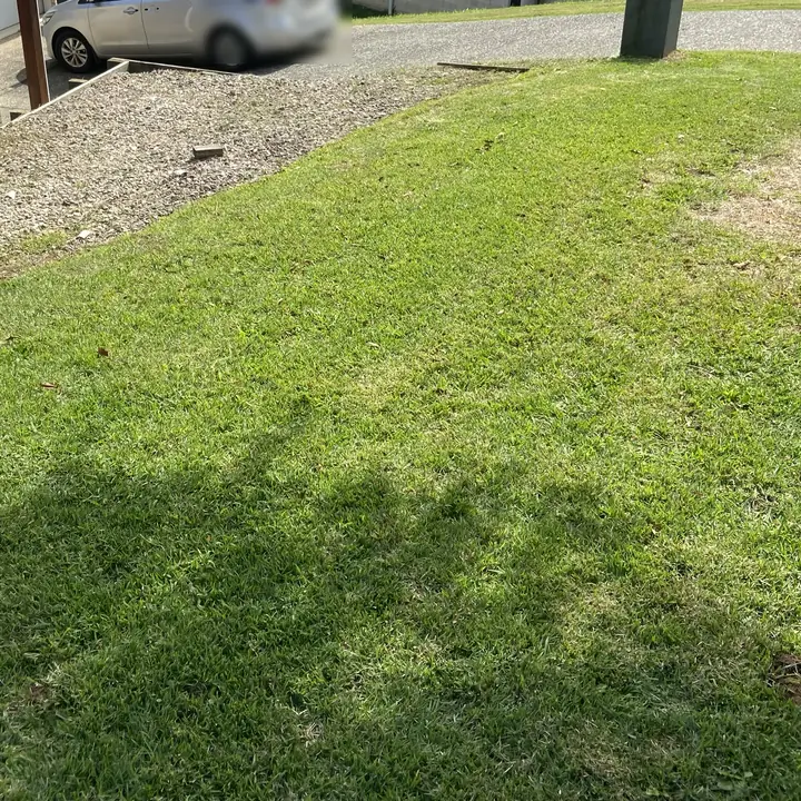 After: front lawn mowed and the leaf litter cleared, Yandina