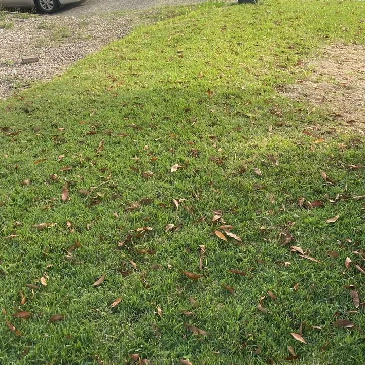 Before: front lawn mowed and the leaf litter cleared, Yandina