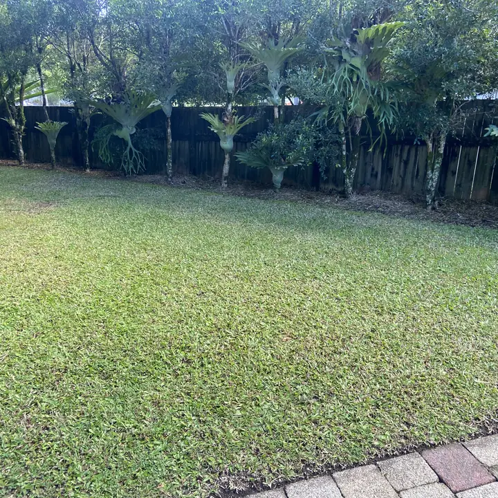 Large back lawn mowed and edged, Yandina